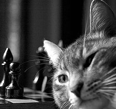 photo "Well, we will play chess?"