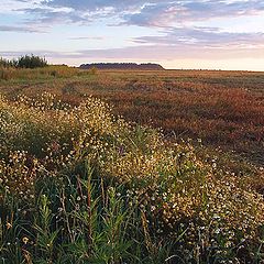 photo "Field"