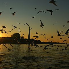 photo "Bathing in the rays of a get-away sun"