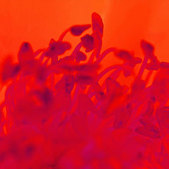 photo "Floral Inferno"