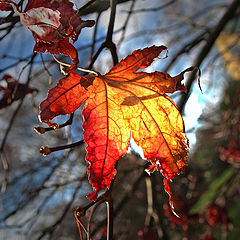 photo "Maple"