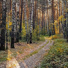 photo "Wood path"