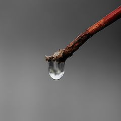 photo "lasT DrOp"