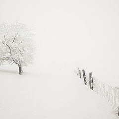 photo "a winter's tale"