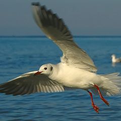 photo "In flight"