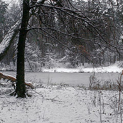 photo "Winter is preparing scenery"