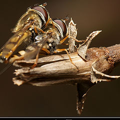 photo "Syrphidae"