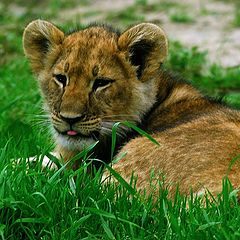 photo "young hunter"