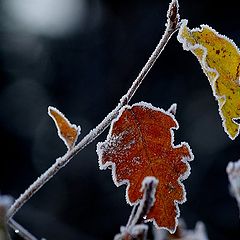 photo "frozen"