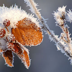 фото "Ольха"