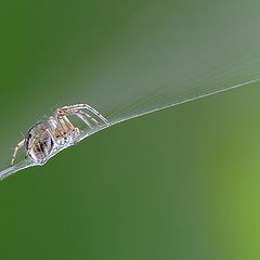 фото "Little spider"