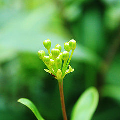 photo "зеленушка, растение"