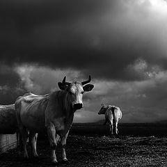 photo "Cows to the water"