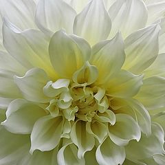 photo "Dahlia"