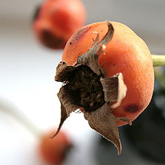 photo "rose"