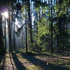 photo "Long shadows December"