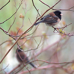 photo "Juncos in Winter"