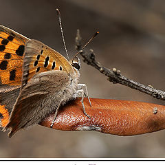 photo "Lycaena phlaeas (Linnaeus, 1761)"