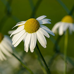 photo "Three sisters"