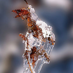 фото "Археоптерикс во льду"
