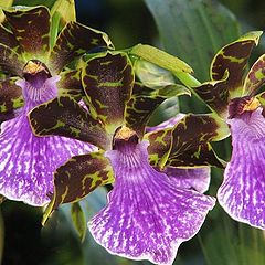 фото "Zygopetalum Orchid 'Arthur Elle'"