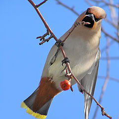 photo "Singer"