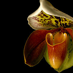 фото "Cypripedium"