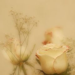 photo "Soft rose"