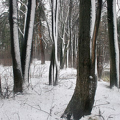 photo "the ghosts of winter"