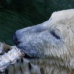 photo "Polar bear."