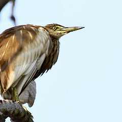 photo "Egret"