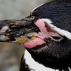 фото "Penguin."