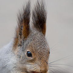 photo "The squirrel"