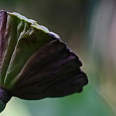 photo "Lotus Pod"