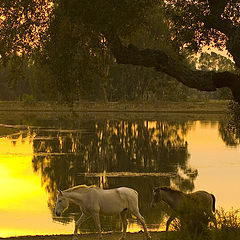 photo "PROMENADE"