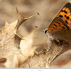 фото "Lycaena phlaeas (Linnaeus, 1761)"