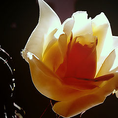 photo "The White Rose with a Spider..."