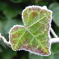 photo "Frozen heart"