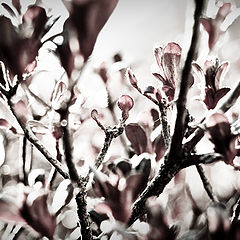 photo "winter..."