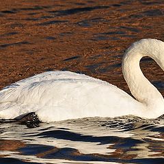 photo "Just Swan"