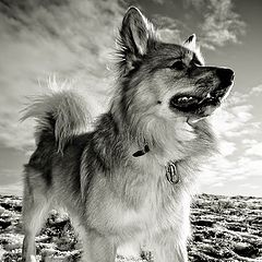 photo "Icelandic sheepdog"