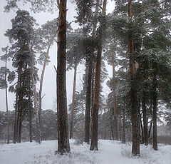 photo "Pines"