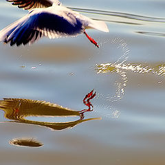 photo "Seagull Reflections..."