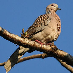 фото "Spotted Dove (Streptopelia chinensis)"