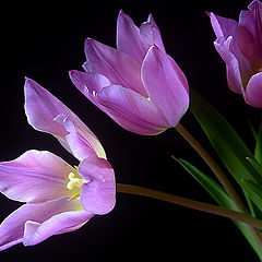 photo "new season tulips"