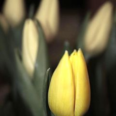 photo "Tulip"
