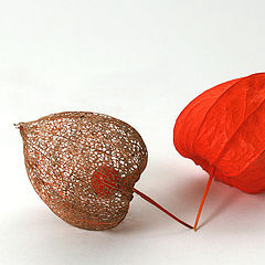 photo "Physalis"