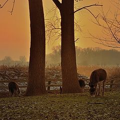 фото "Evening glow."