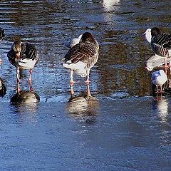 photo "Ice and bird."