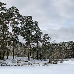 photo "Winter"